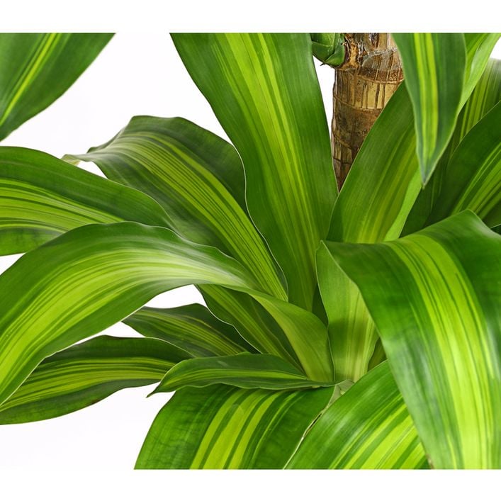 Drachenbaum - Dracaena fragrans 'Massangeana' | Dehner