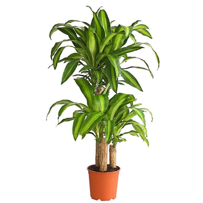 Drachenbaum - Dracaena fragrans 'Massangeana' | Dehner