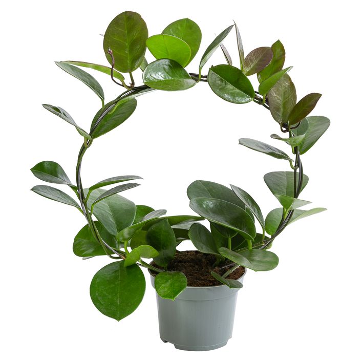 Wachsblume - Hoya australis | Dehner