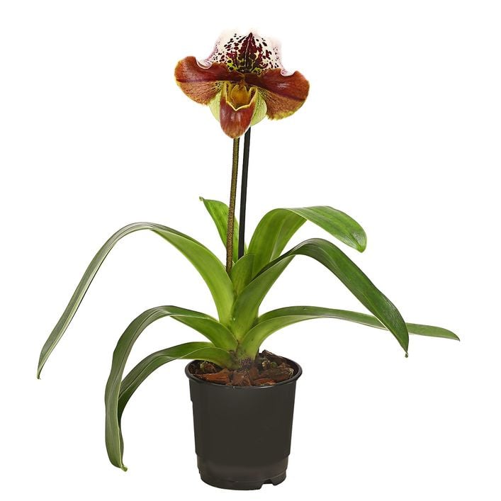 Frauenschuh - Paphiopedilum hybride, | Dehner