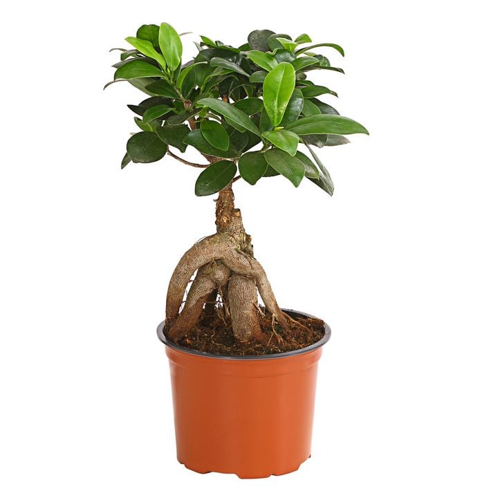 Chinesische Feige - Ficus microcarpa 'Ginseng' | Dehner