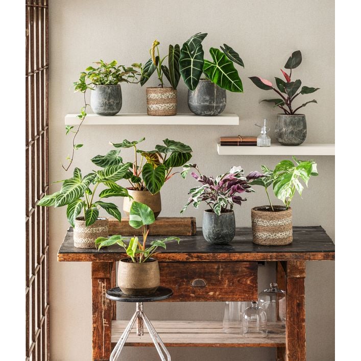 monstera bestellen MONSTERA KARSTENANIUM online kaufen bei potflourri main image 1