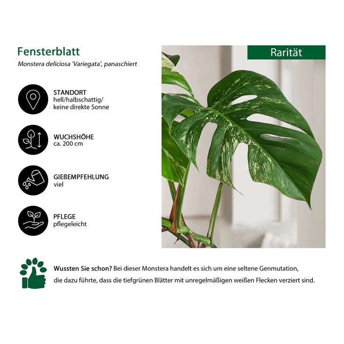 Fensterblatt - Monstera deliciosa 'Variegata' | Dehner