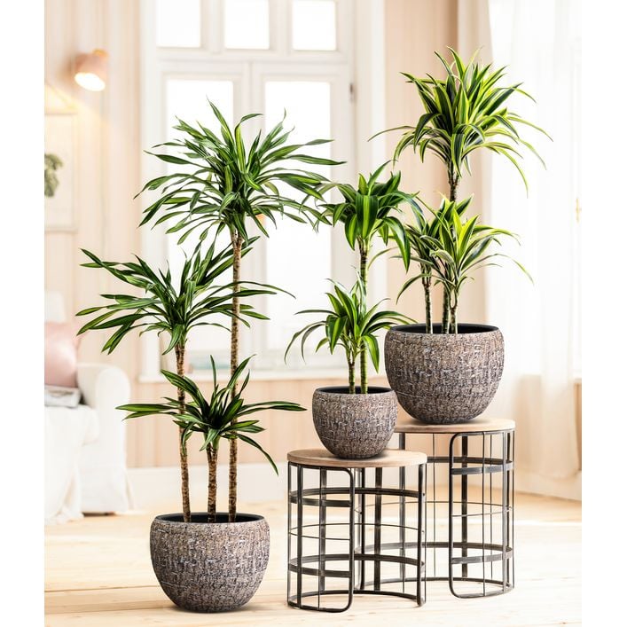 Drachenbaum - Dracaena fragrans 'Hawaiian | Dehner