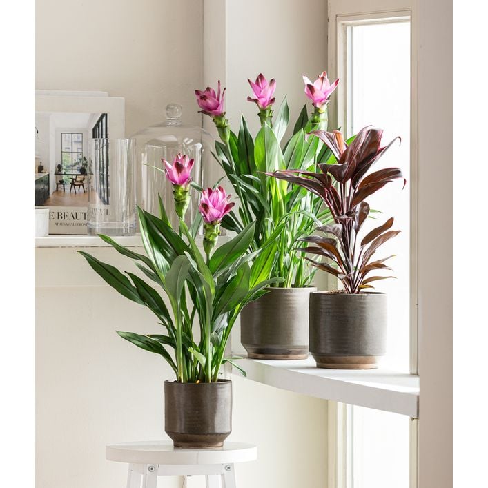 Indische Safranwurz - Curcuma alismatifolia | Dehner