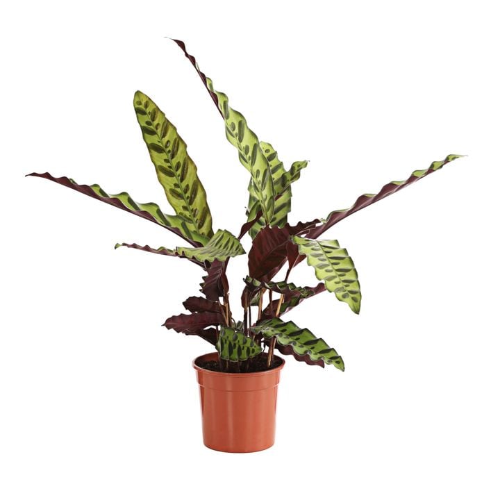 calathea nega Calathea Lancifolia 