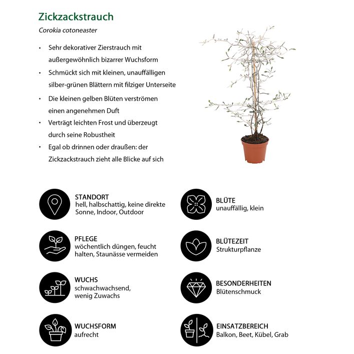 Zickzackstrauch | Dehner
