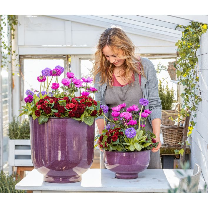 Rosenprimel 'Belarina', verschiedene Farben | Dehner