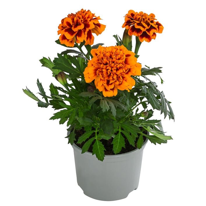 Studentenblume, verschiedene Farben | Dehner