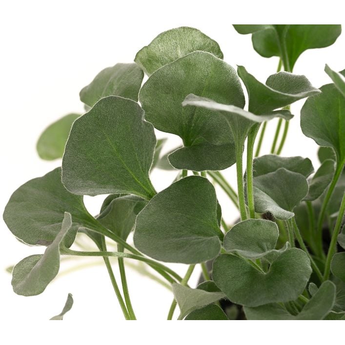 hydrocotyle sib variegata Hydrocotyle Sibthorpioides | Shop Midground Aquatic Plants