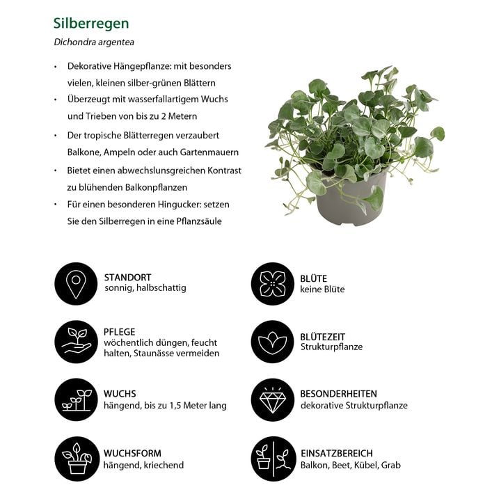 Silberregen | Dehner