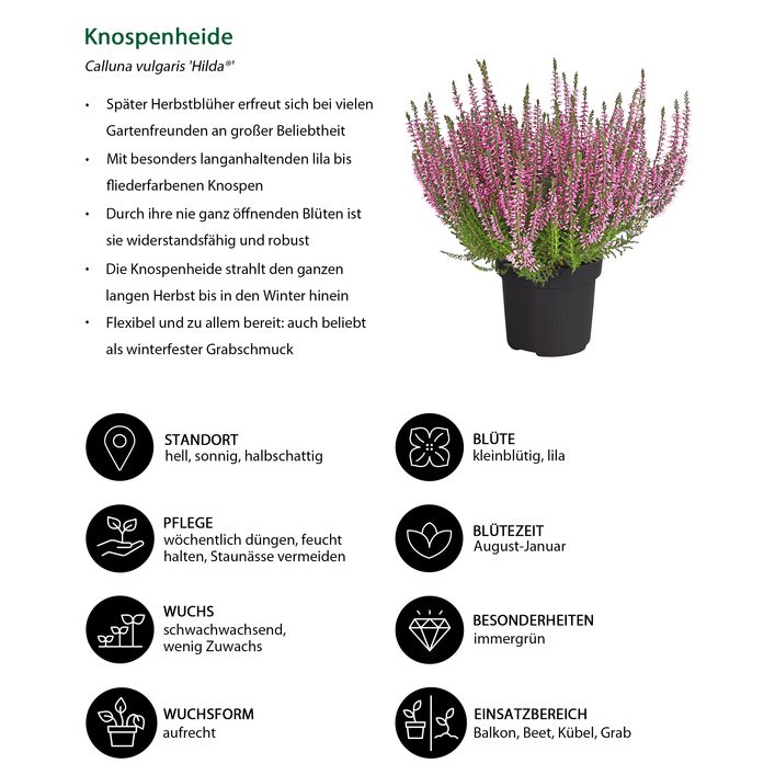 Floraline® 3er Set Balkonpflanzen Vitalkur – Nährstoffkur Für Bis Zu 6 Monate