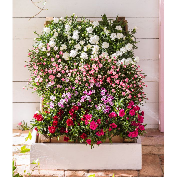 Garten-Nelke, verschiedene Farben, 4er-Set | Dehner