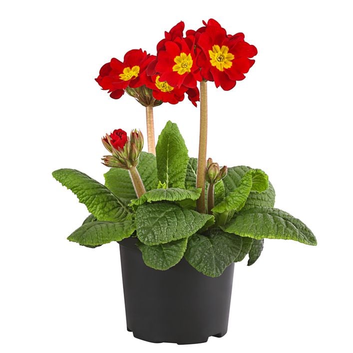 Austria product data sample: Stängelprimel 'Primula elatior'