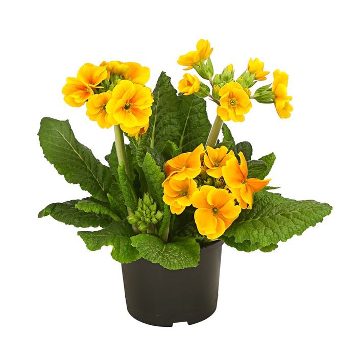 Austria product data sample: Stängelprimel 'Primula elatior'