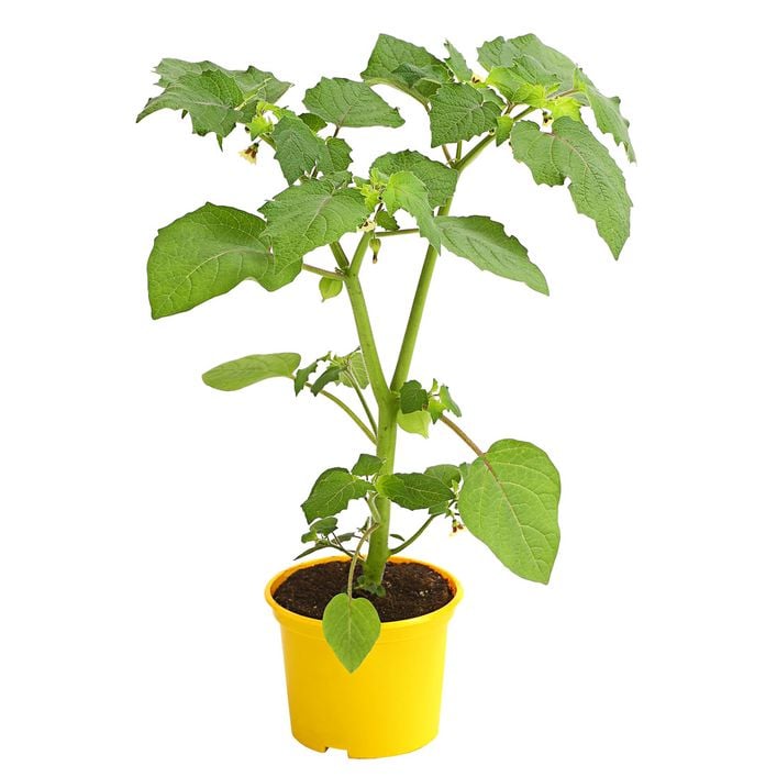 zimmerpflanzen mit roten beeren Stachellose Stachelbeere Captivator ca. 60 cm – Süße, rote Beeren main image 1