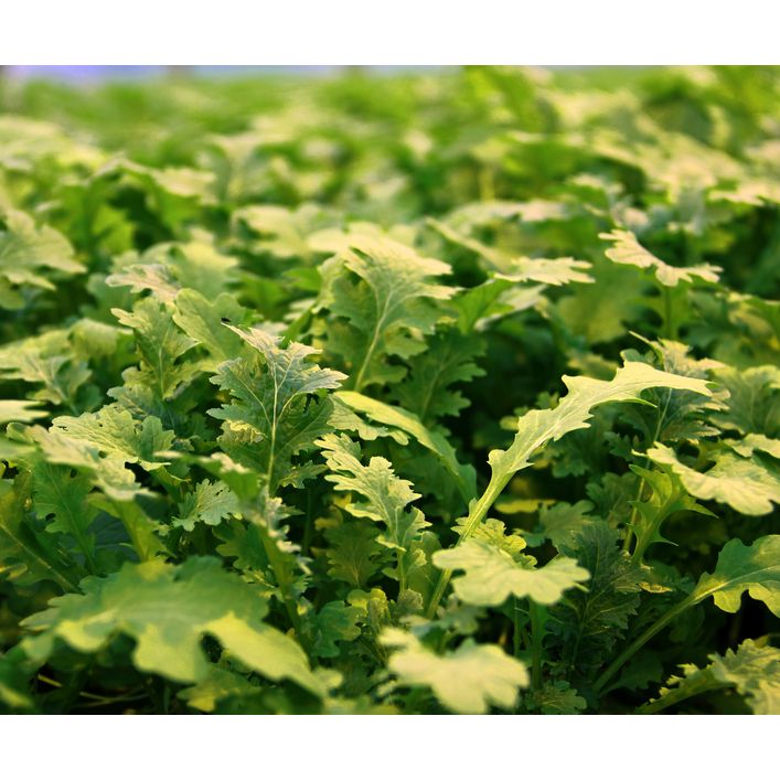 Bio Wasabi Rauke im Pottburri-Topf | Dehner