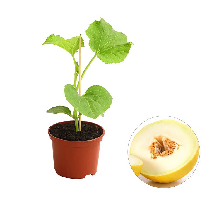 Honigmelone | Dehner
