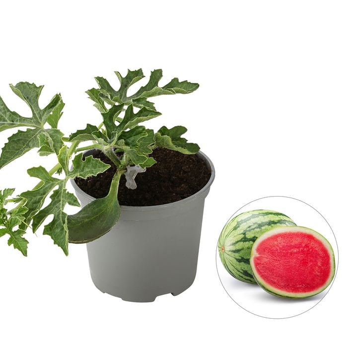 Dehner Gourmet Garten Wassermelone, veredelt | Dehner
