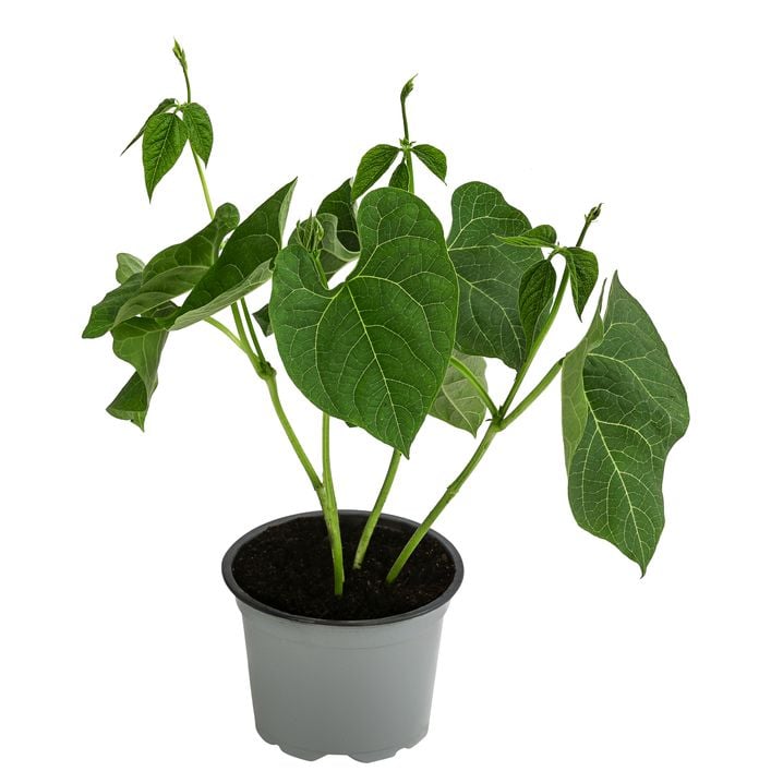 Feuerbohne | Dehner