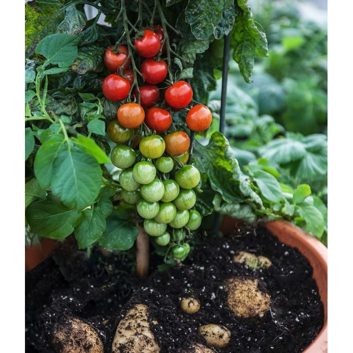 TomTato Tomatenkartoffel | Dehner