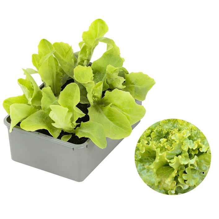 Bio Pflcksalat, 6er Schale | Dehner
