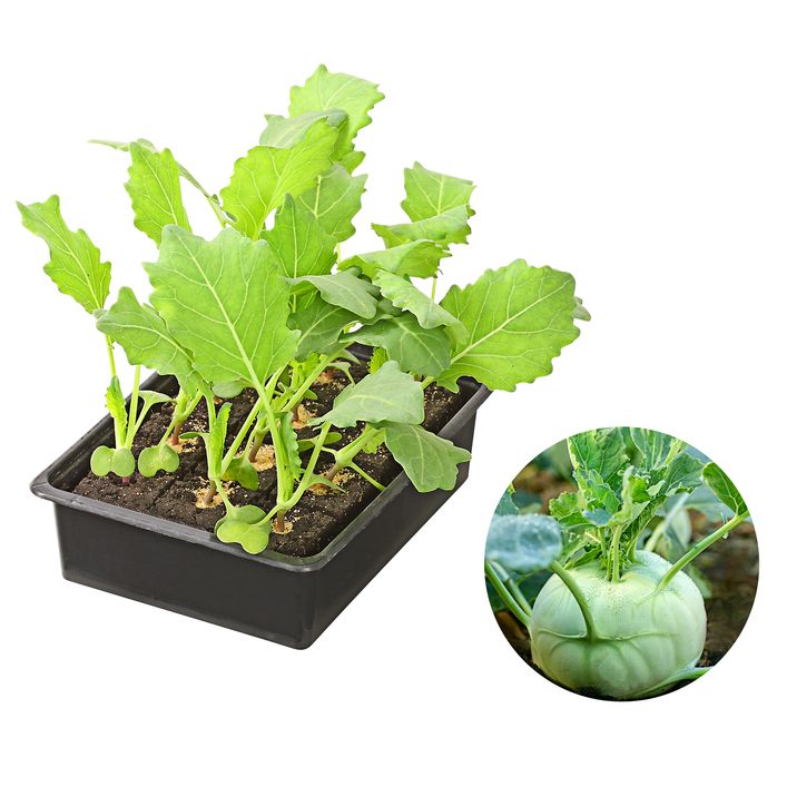 Kohlrabi, wei, 12er Schale | Dehner