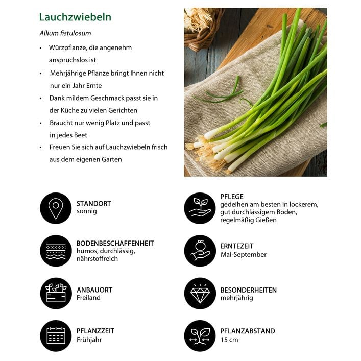 Lauchzwiebeln, 20er Schale | Dehner