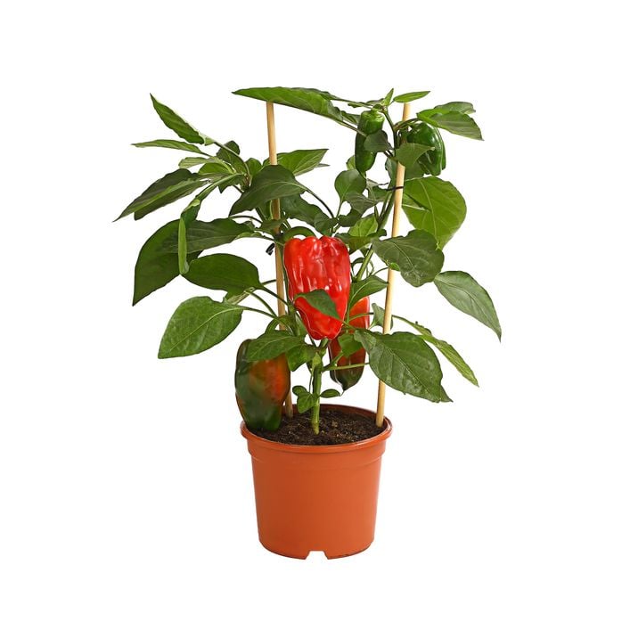 riesen blumenkasten Blumenkasten mit Untersetzer 60 cm lang Rattan-Optik anthrazit