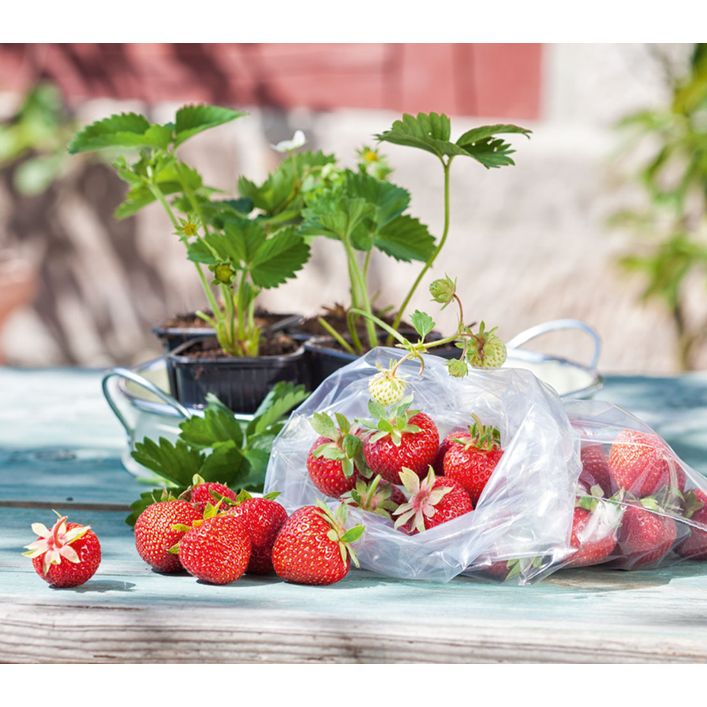 Gartenflagge Erdbeere – 32,5x45,7cm, Doppelseitig, Wetterfest, Für Ständer