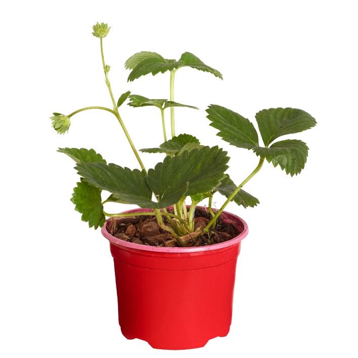 variegata 50