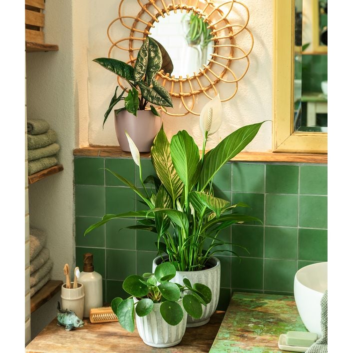 Glckstaler - Pilea peperomioides | Dehner