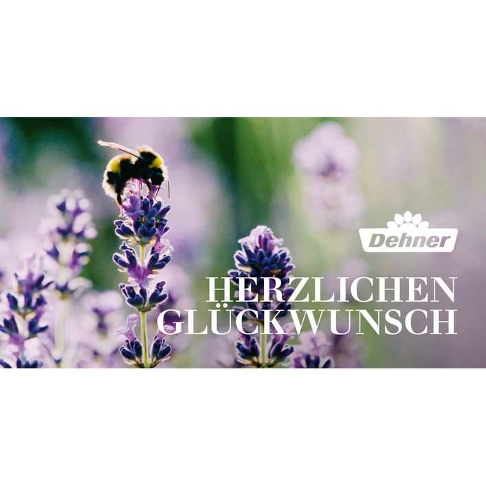 200€ Dehner Geschenkgutschein, Gutschein, Geschenkkarte outlet