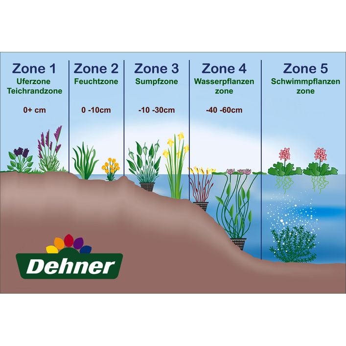 Teichpflanzen Komplett-Set Scheinanemone, | Dehner