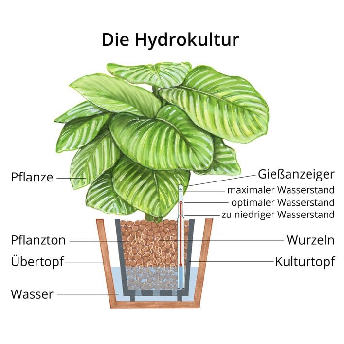 Bogenhanf - Sansevieria trifasciata var. | Dehner