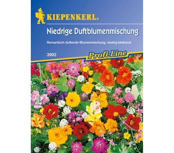 Kiepenkerl Saatgut Niedrige Duftblumenmischung, Bunt
