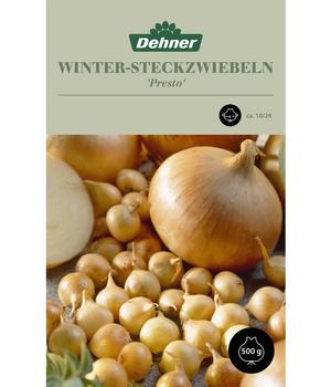 Dehner Winter-Steckzwiebel 'Presto'