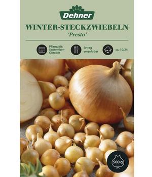 Dehner Winter-Steckzwiebel 'Presto'