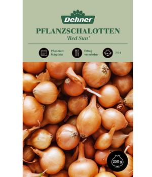 Dehner Pflanzschalotten 'Red Sun', 250 g