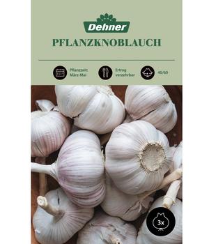 Dehner Pflanzknoblauch, 3 Stk.