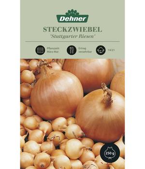Dehner Steckzwiebel 'Stuttgarter Riesen'