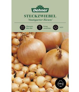 Dehner Steckzwiebel 'Stuttgarter Riesen'