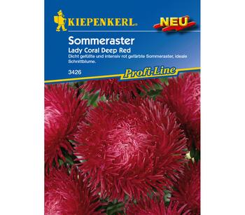 Kiepenkerl Saatgut Sommeraster 'Lady Coral Deep Red'