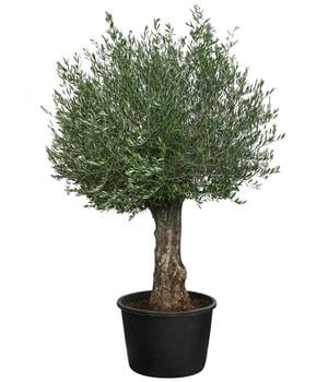XXL-Olivenbaum, ca. 180-200 cm