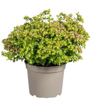 Hopfen-Dost 'Dingle Fairy'
