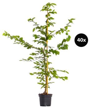 8 Meter Hainbuche, 40 x ca. 100-125 cm