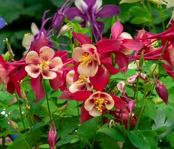 Bio Langspornige Akelei 'Earlybird Red Yellow'