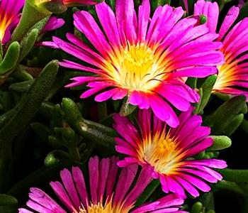 Bio Mittagsblume 'Hot Pink Wonder'