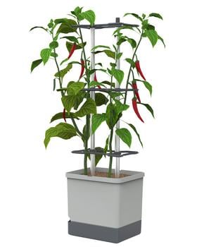 Gusta Garden Chili-Pflanztopf Charly Chili XL, ca. B34,7/H138/T28,1 cm