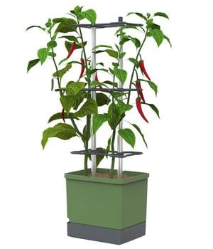 Gusta Garden Chili-Pflanztopf Charly Chili XL, ca. B34,7/H138/T28,1 cm